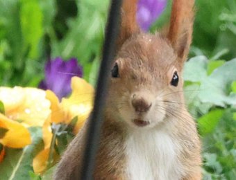 TIERFOTOS-GARTEN